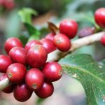 Travel to Doi Suthep, Chiangmai, Thailand. The red coffee berries closeup on a branch.