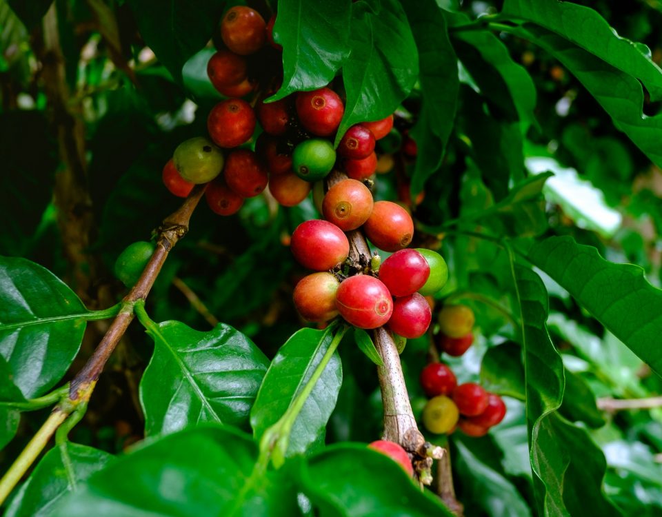 Ripen Coffee fruits on branch ready to harvest