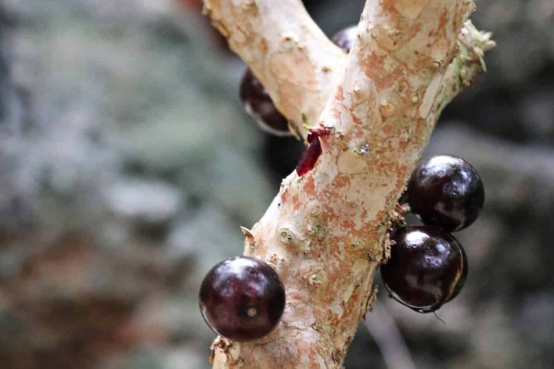 Jaboticaba tree